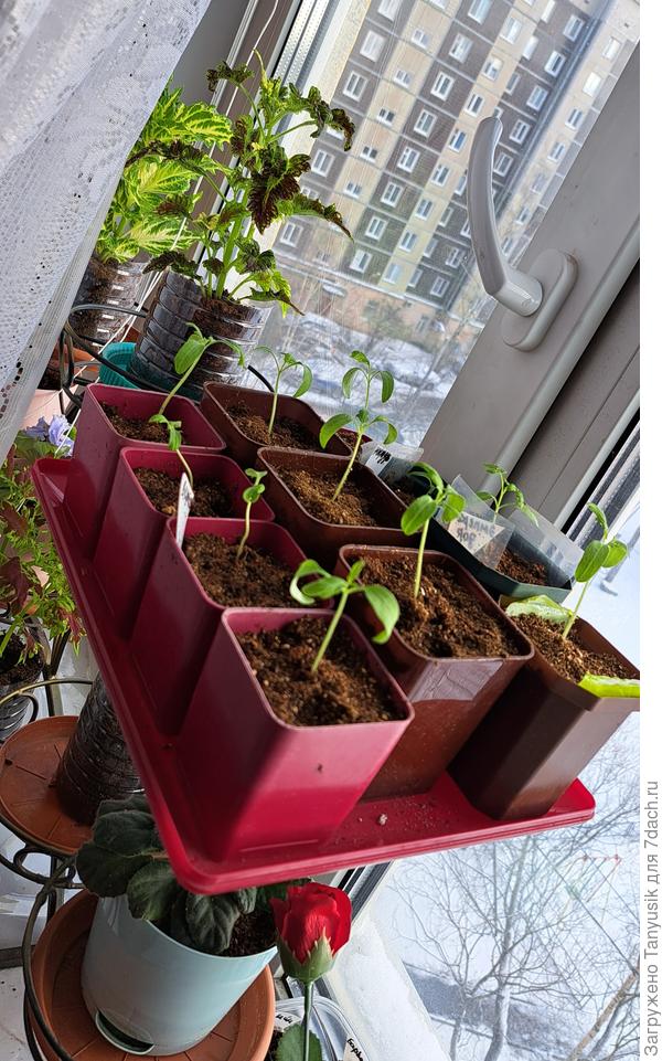 Это мои подвои на подоконнике