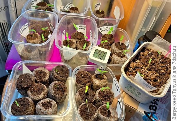 На столе под лампой