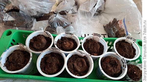 Всего получилось 15 клубней бегоний.