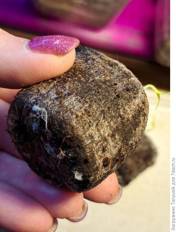 Здесь то ли корешок, то ли гифы