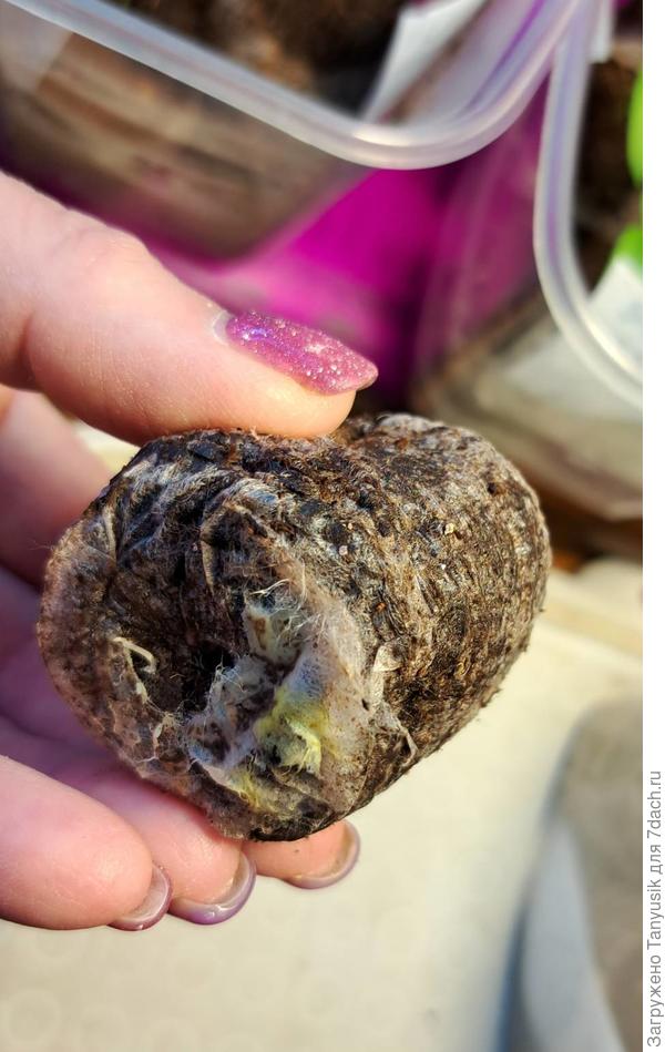 А здесь что-то типа грибницы