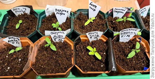 В эксперименте с микоризой участвуют 6 пар.