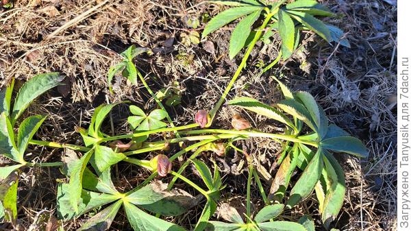 Еще морозник