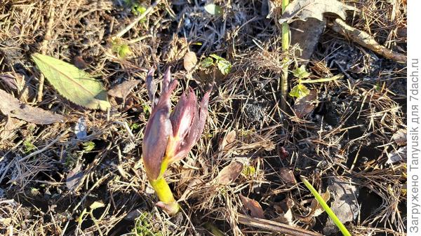 Морозник пока такой смешной