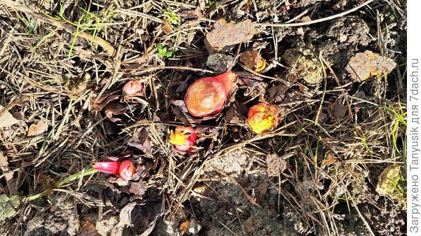 Яркие всходы ревеня