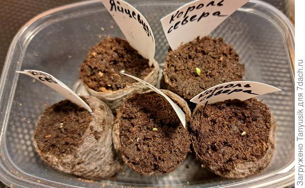 Из второго посева. Сегодня петельки показались.