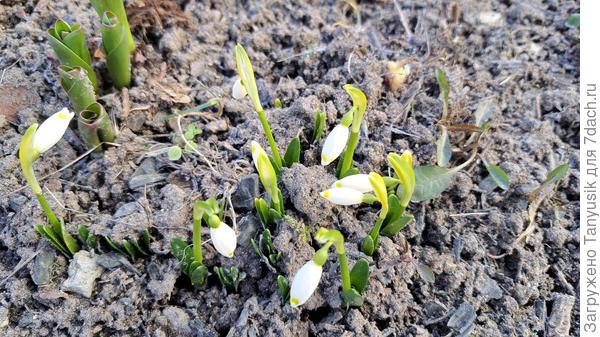 Белоцветники весенние