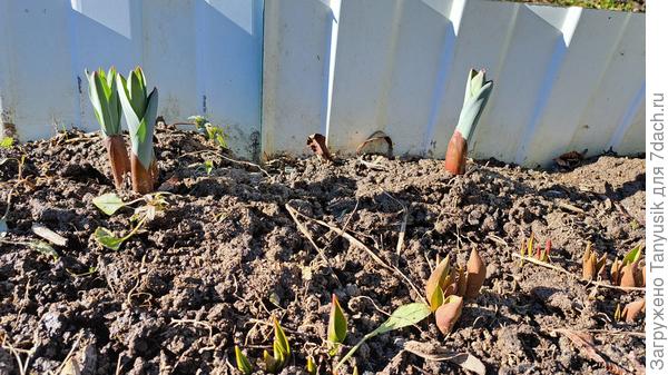 Тюльпаны (на переднем плане) и лук Суворова - первые весенние свои витамины