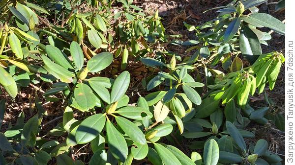 Рододендроны хорошо перезимовали