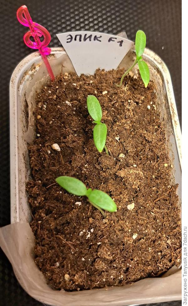 Из первого посева. Только-только настоящий листик показался.