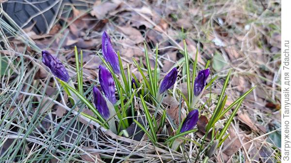 Первые крокусы. Самые простые, но такие милые!