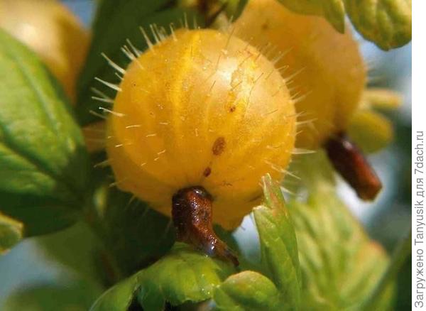 Вот такой рыцарь во всеоружии-))