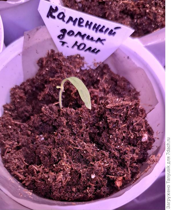 Какая-то пимпочка образовалась сбоку. Пока не выкидываю.