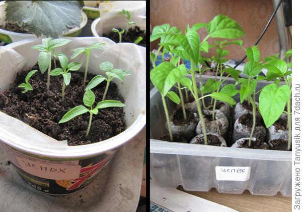Торфяные таблетки я окончательно полюила после такого эксперимента. Одни и те же семена одного сорта посеяны 18 марта 2012 г. Росли в одинаковых условиях. Фото было сделано 7 апреля 2012г. Разница очевидна!