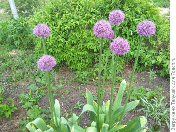 Лук Суворова