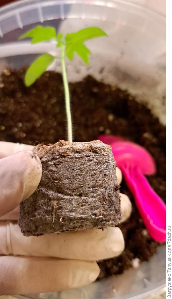 Корешки только-только стали пробиваться через сеточку.