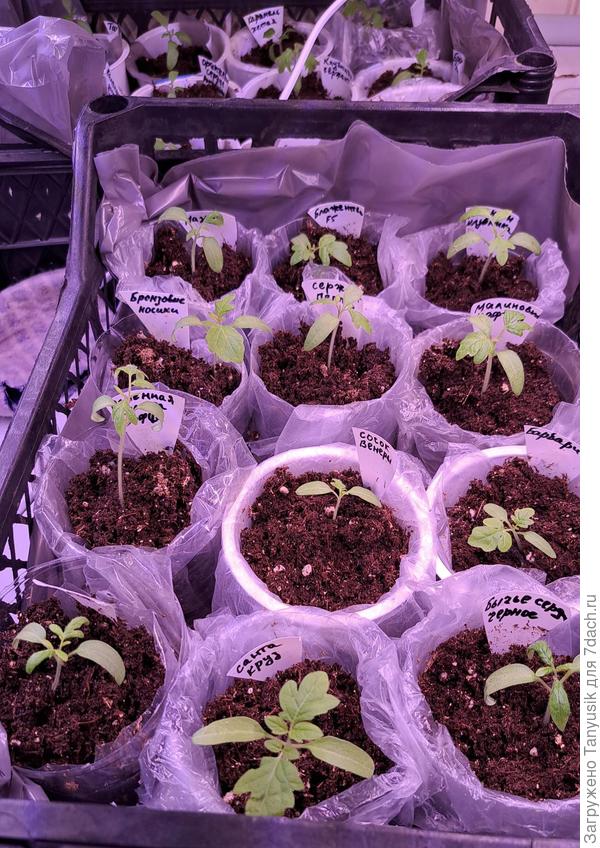 Мои инденты. Всего 23 шт (считая Каменный домик). Посадочных мест в теплице 24. Пока остается 1 место для кивано.