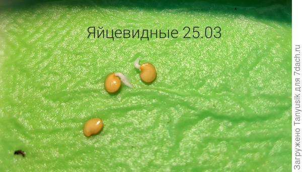 Второй проклев в первой партии