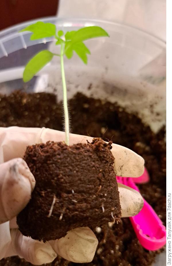 При снятии сеточки ни один корешок не пострадал. Такой способ выращивания, через таблетки, нравится мне больше, чем рассаживание из общей емкости. Гораздо быстрее и совсем не травматично для корней.