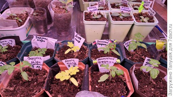 Эти экспериментальные. Передний ряд - без микоризы, задний - с микоризой.