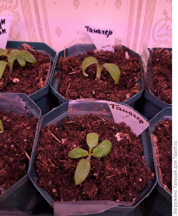 Один Танагер странный. Большие семядольные листики. И совсем нет намека на настоящие.