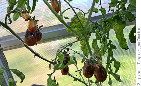 Только к середине сентября плоды начали зреть. Хорошо, что сентябрь в прошлом году теплый был.