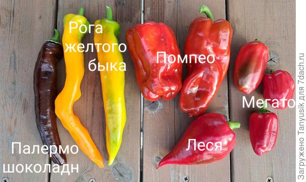 Три перчины справа - Мегатон. Все выращены в одинаковых условиях, в одном парнике.