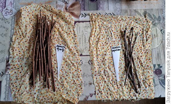 Заворачиваю во влажную ткань. Можно в мох. Заодно заготавливаю черенки гортензий для укоренения.