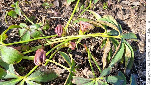 Морозник расправляет пальчики, сжатые в кулачок