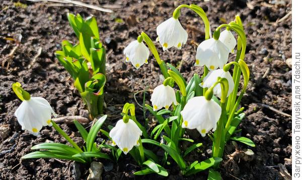 Белоцветник весенний