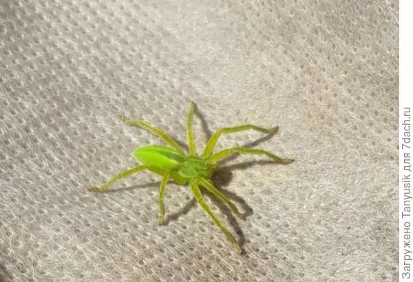 Очень яркий паучок