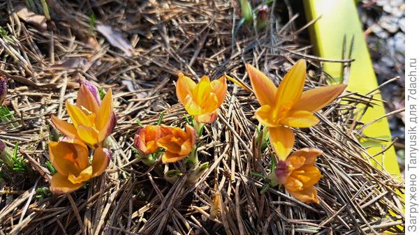 Крокус Эдванс