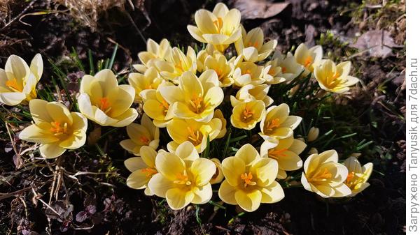 Крокус Крим Бьюти