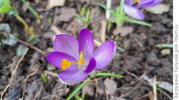 Цветочки распускаются на глазах. Крокус Ялта.