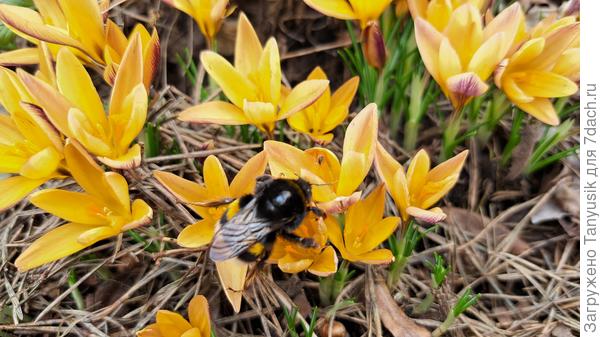 Проснулись шмели