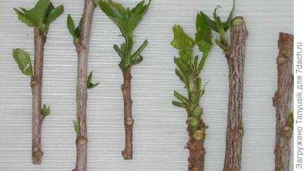 Это черенки