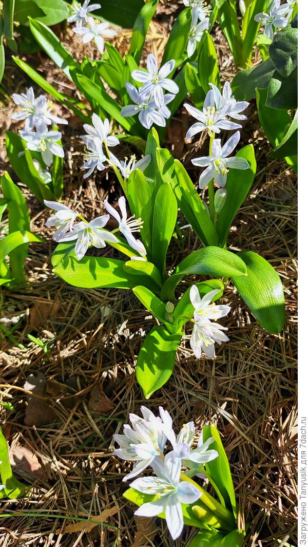 Сцилла Мищенко