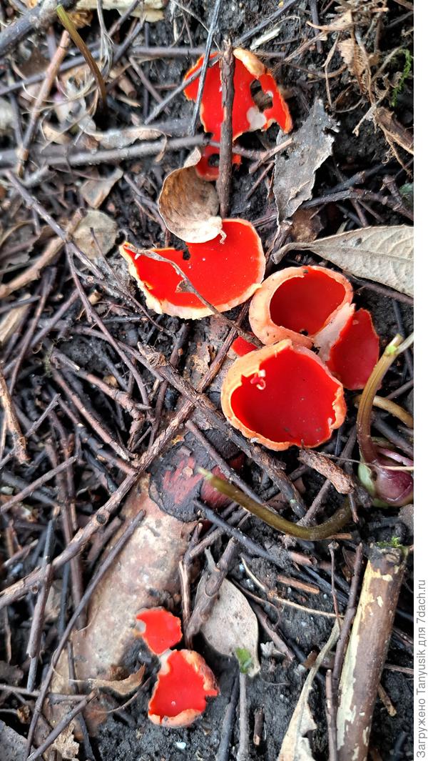 Алая эльфова чаша (саркосцифа)