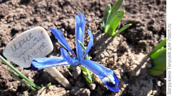 Расцвел новичок в моем саду. В прошлом году посадила.