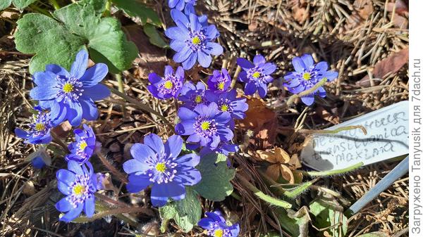 Цветут печеносницы