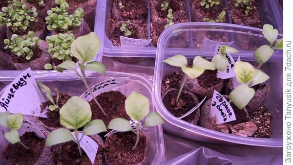 Это самые большие из баклов на сегодняшний день. Уже не терпится прививать!