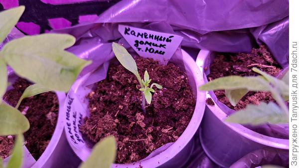 Каменный домик