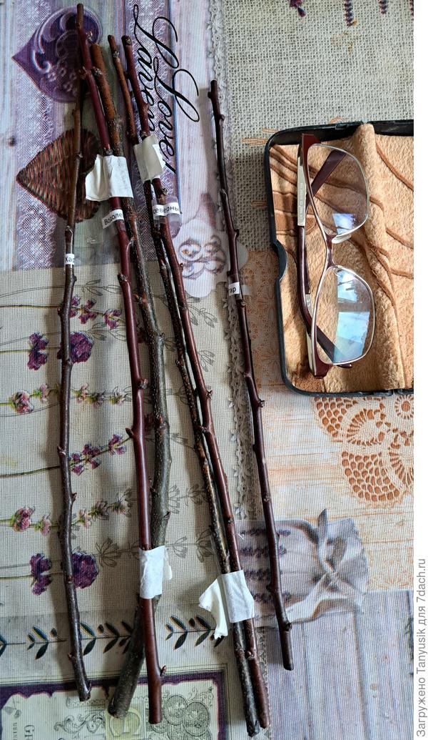 Вот такие черенки абрикосов