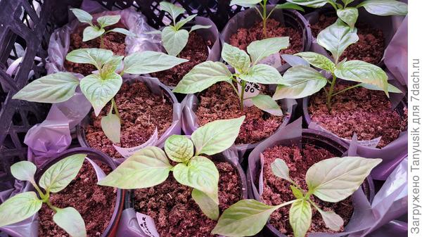 Перцы сегодня.