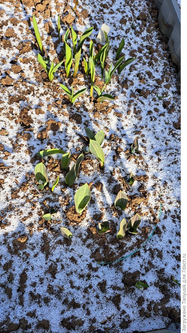 Тюльпаны по центру этой клумбы, а по краям уже взошел чеснок. Тюльпаны в корзинах, после цветения выкопаю, чесноку будет больше места