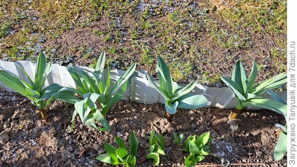 Лук Суворова не боится мороза!