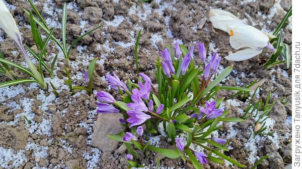 А был ли снег? Хионодоксы