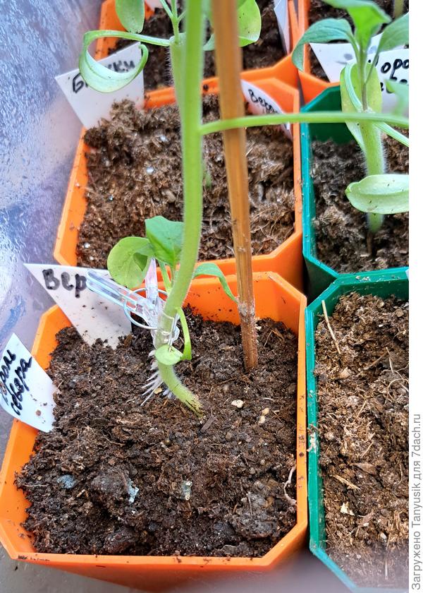 На подвое стали моментально расти корни на воздухе, а на палочке видна плесень. а