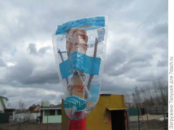 Через такой пакет хорошо видно, когда почки на черенках тронутся в рост. А еще для устойчивости я накрепко приматываю к стволу палочку (она длиннее черенков). Потому что были случаи, когда ветер или птица ломали прививки.