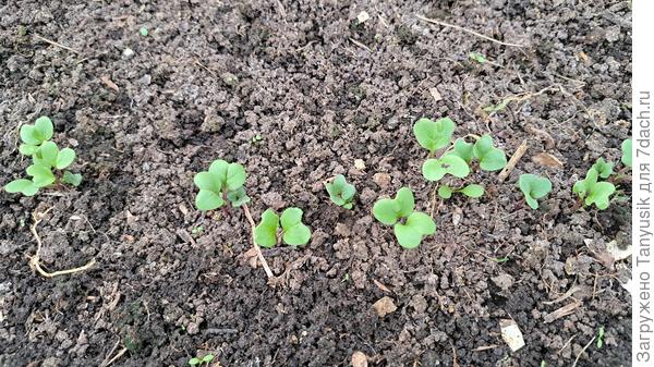 Редис сегодня